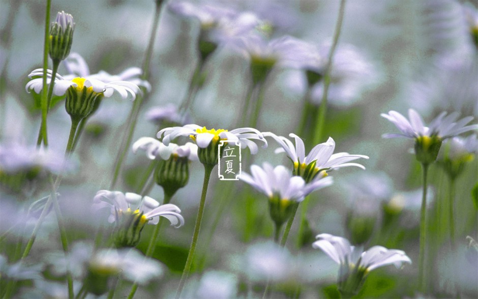 高清二十四节气立夏风景壁纸