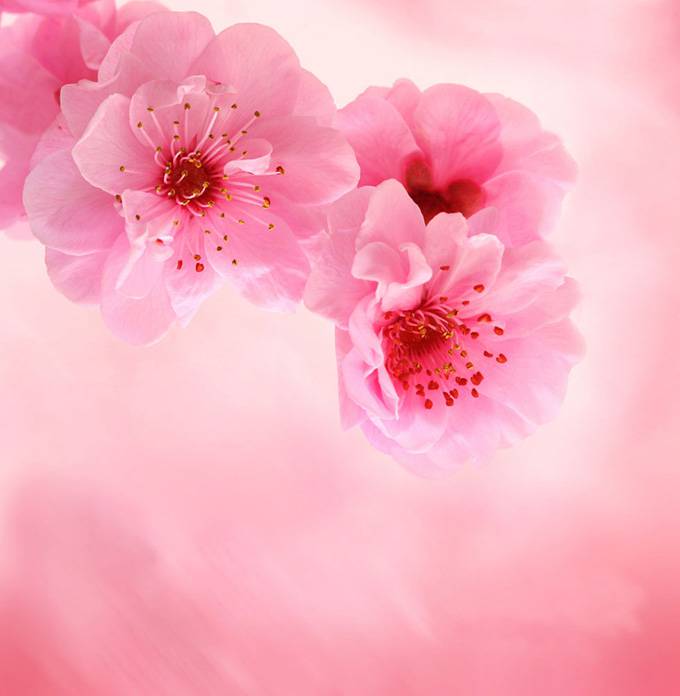 粉色花朵精美ppt背景图片