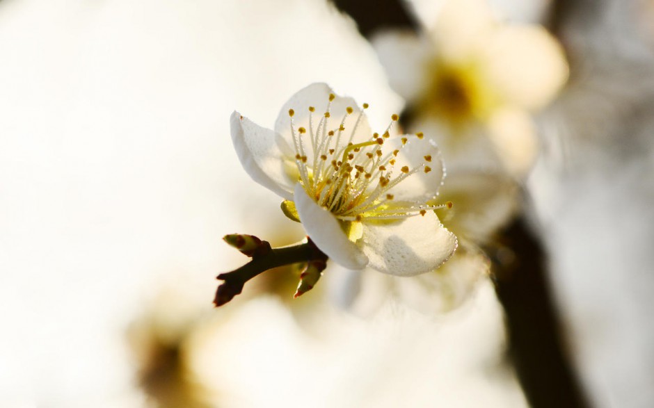 搜狗桌面壁纸鲜花梅花