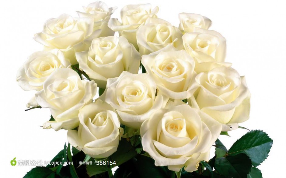 一束白玫瑰唯美图片