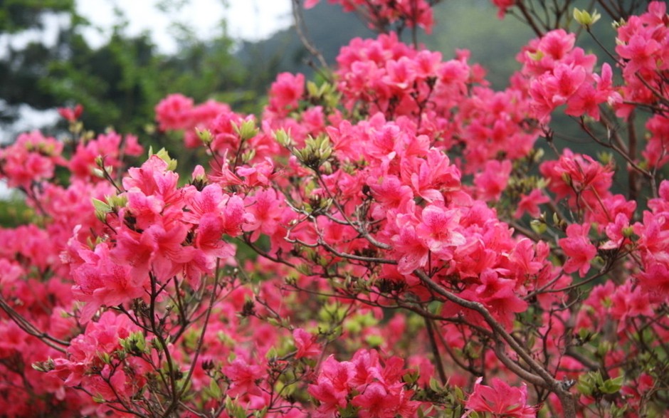 殷红似火的杜鹃花图片壁纸