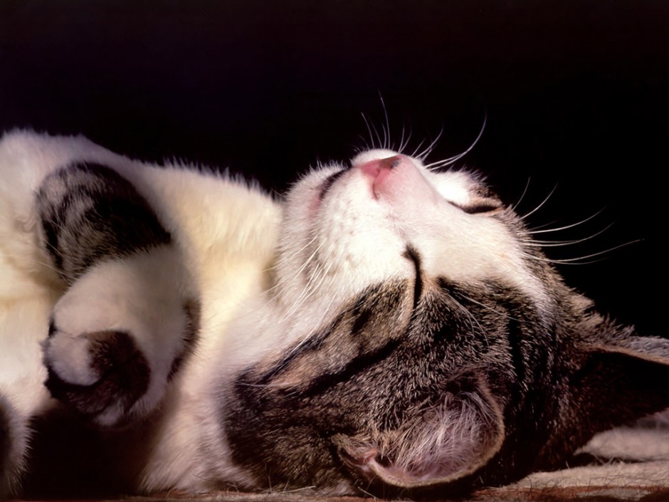 高清非主流可爱猫咪桌面壁纸