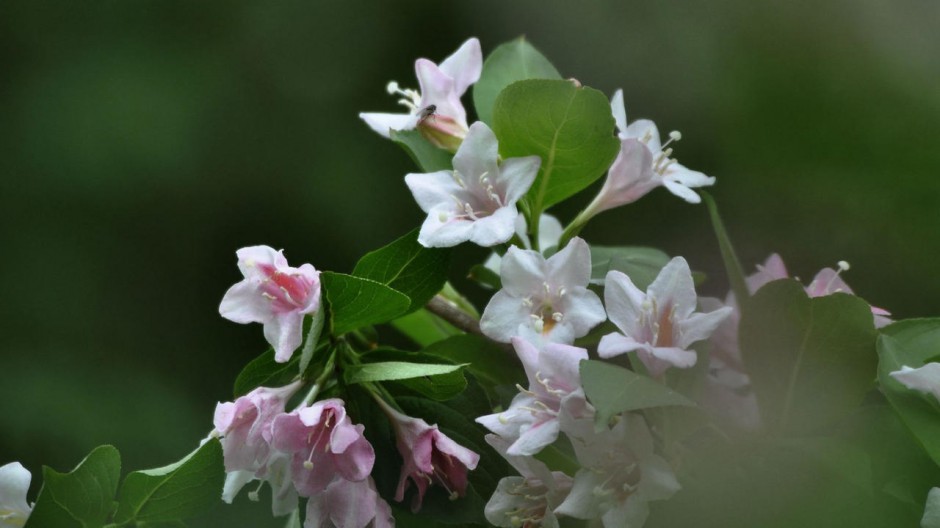 高清壁纸风景锦带花花朵