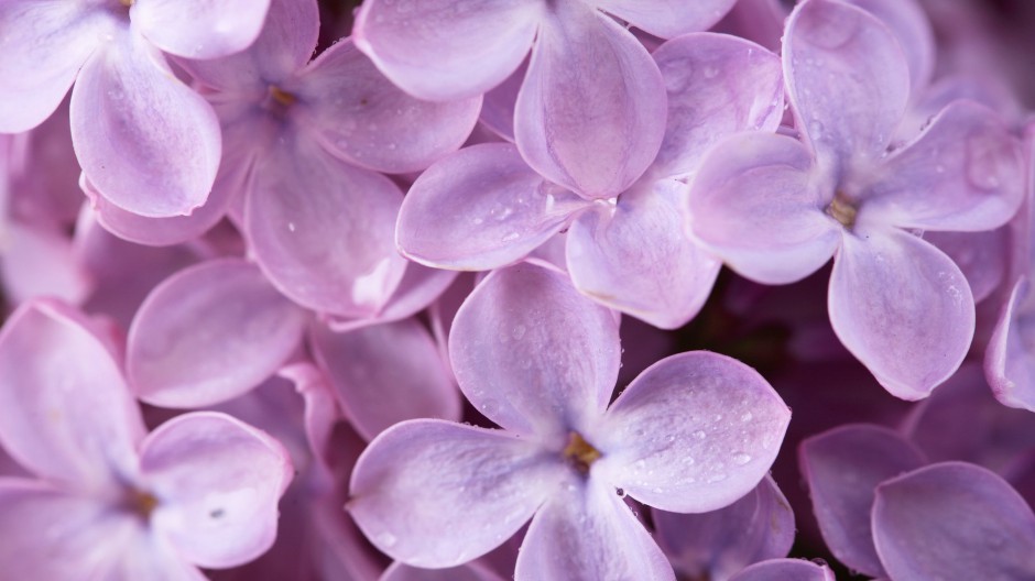 丁香花唯美小清新高清壁纸欣赏