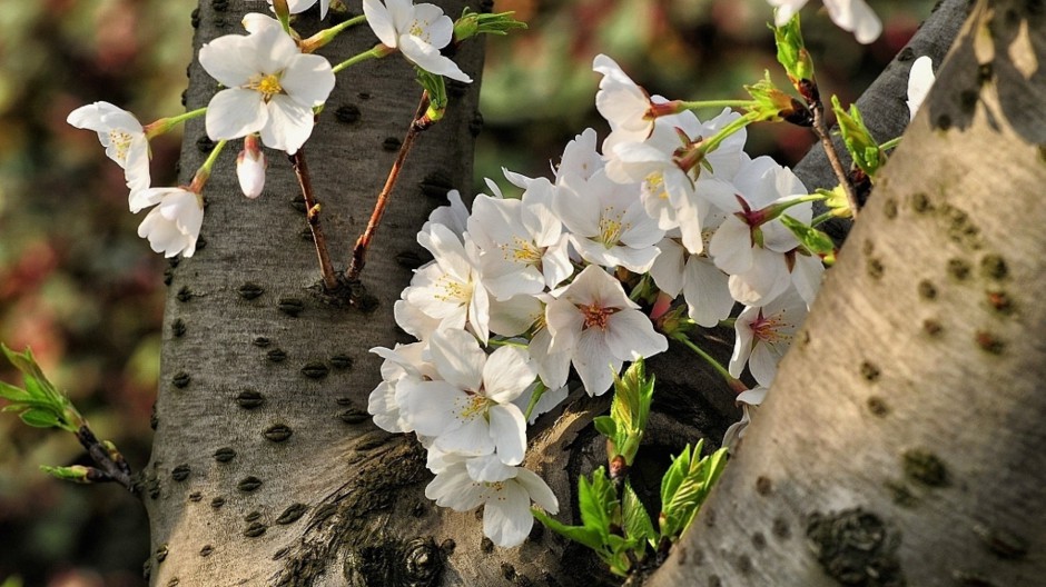 素雅纯白樱花浪漫风景高清壁纸推荐