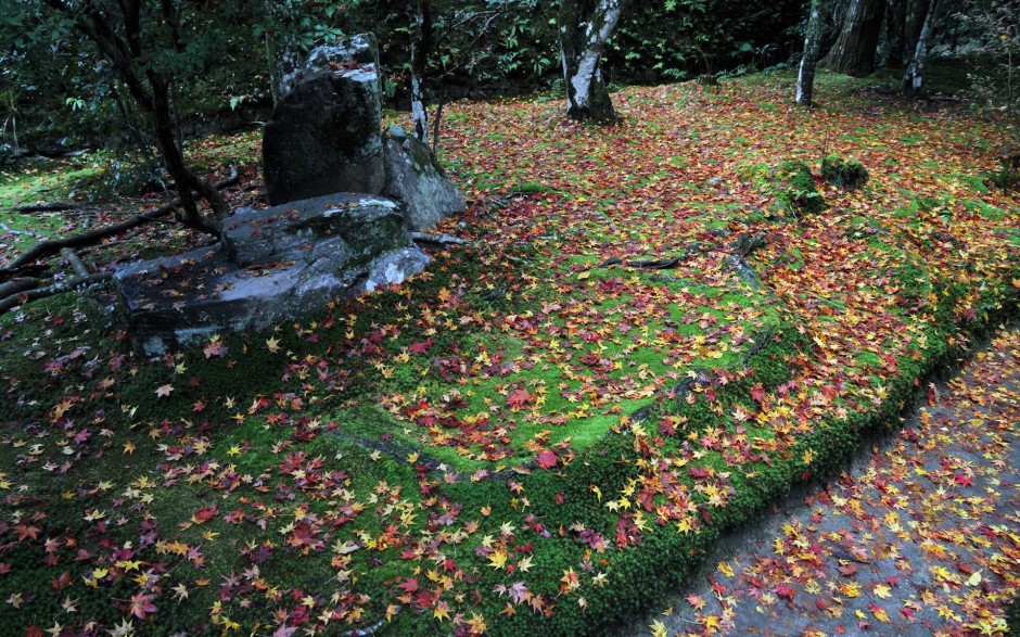 秋日萧瑟浪漫红枫叶飘落唯美风景