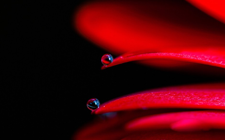 简约雨后清新花卉露珠精美个性壁纸