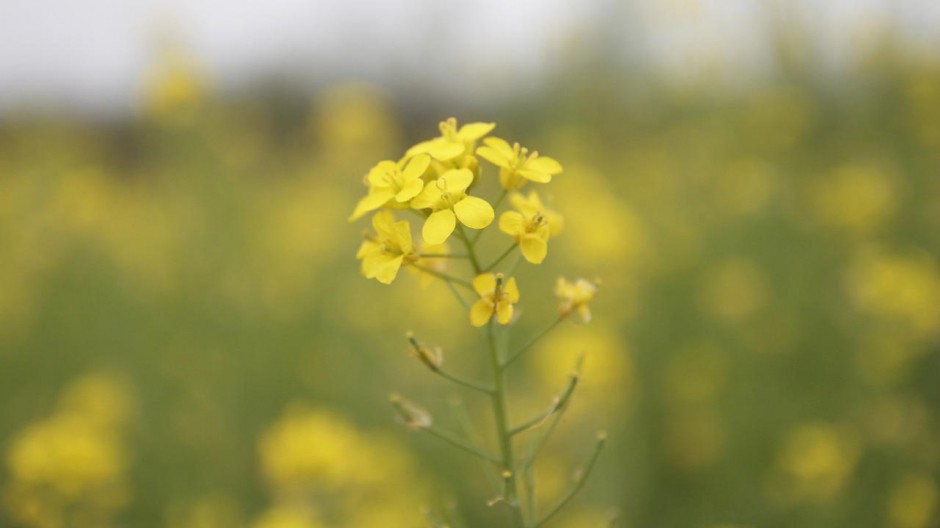 油菜花非主流桌面壁纸图片