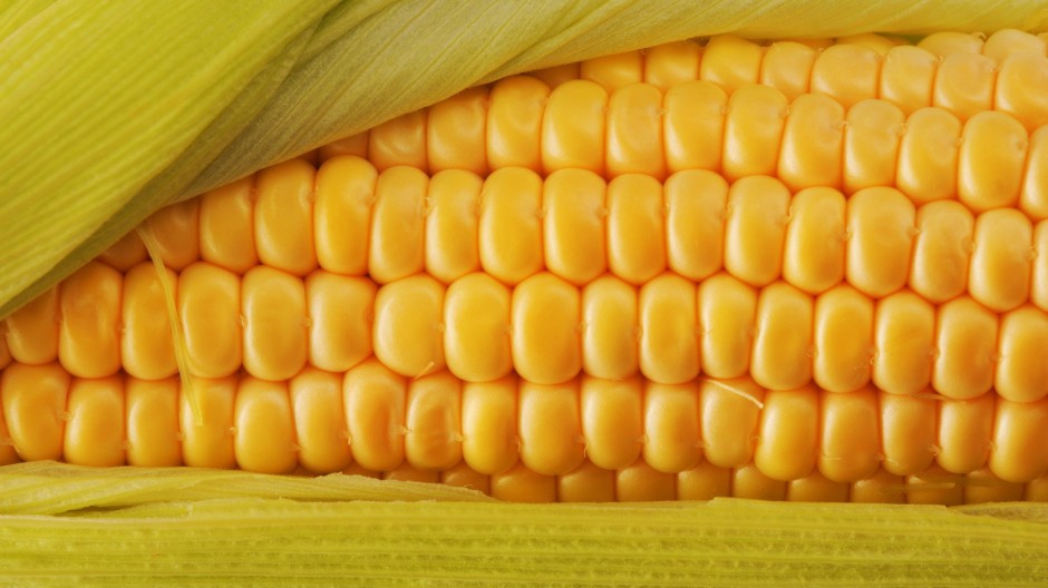 金黄玉米饱满粮食精致近焦距美图