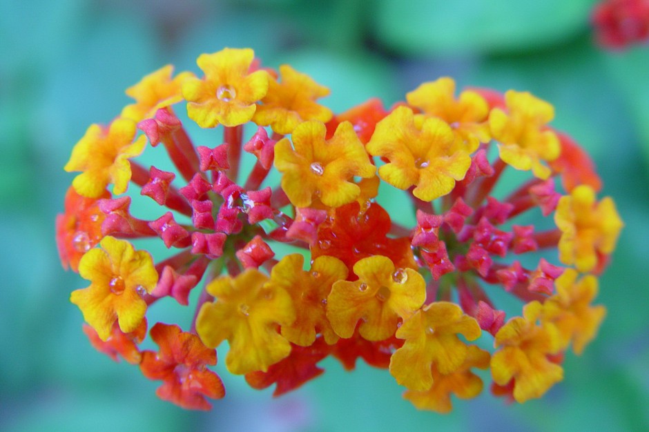 五色梅花娇艳绽放唯美风景美图