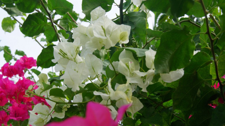 洁白杜鹃花浪漫唯美枝头美景