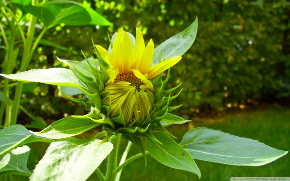 唯美的向日葵花卉壁纸欣赏
