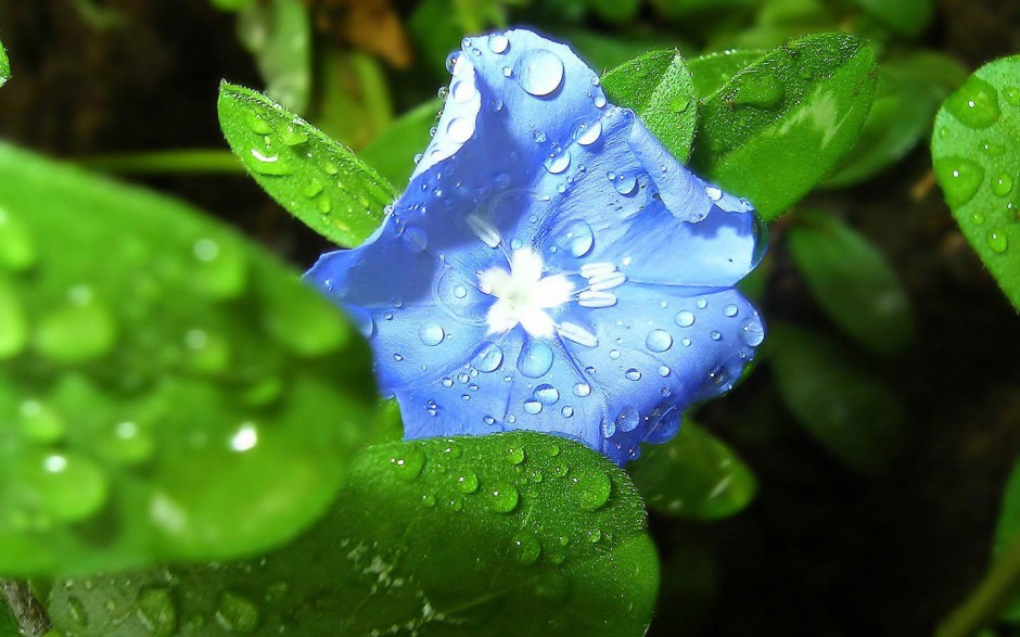 绿叶美花有露水的精美高清壁纸