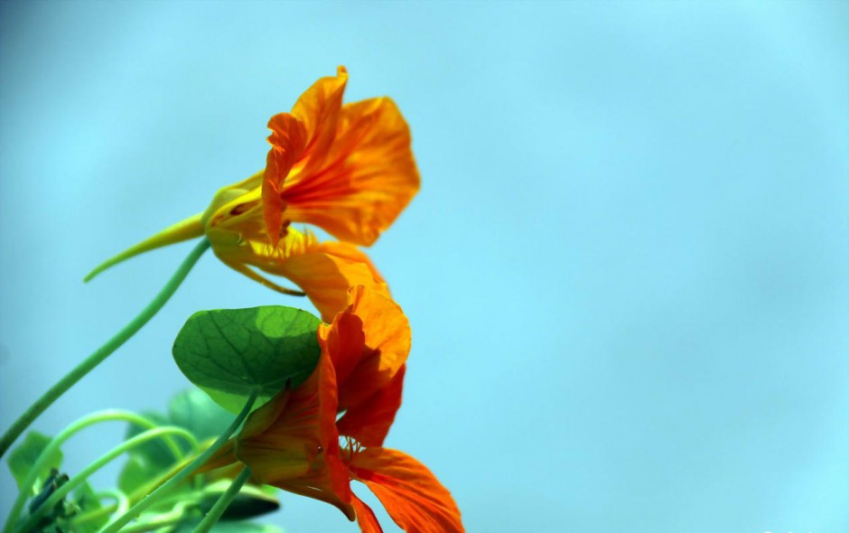 花 旱金莲植物高清桌面壁纸