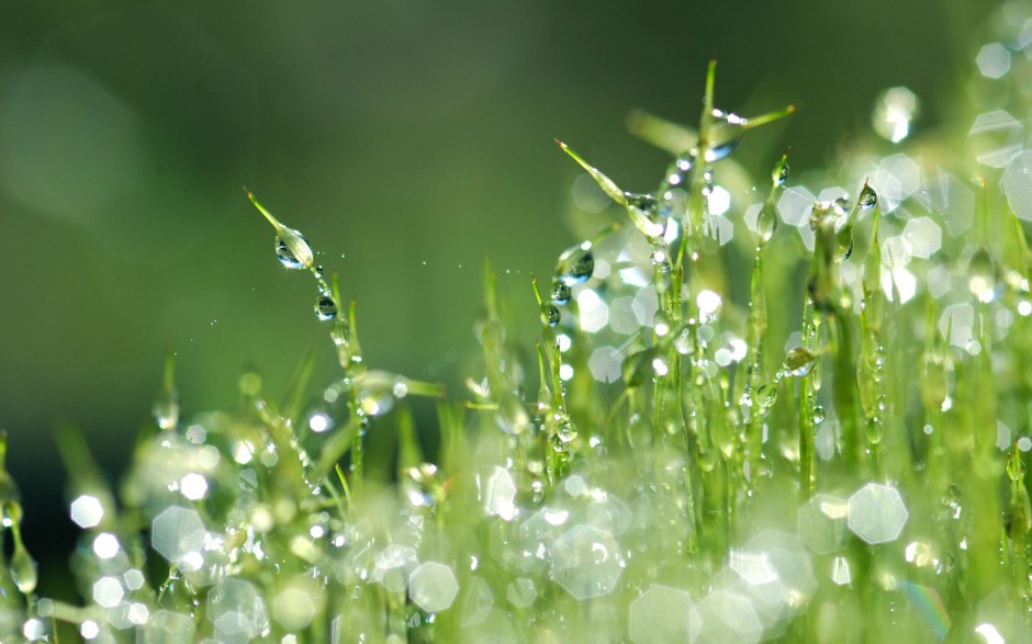 清晨雨后浪漫花卉水珠梦幻美景