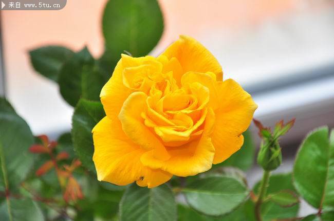 一朵盛开的黄玫瑰图片