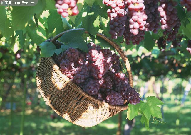 篮子里的葡萄水果图片