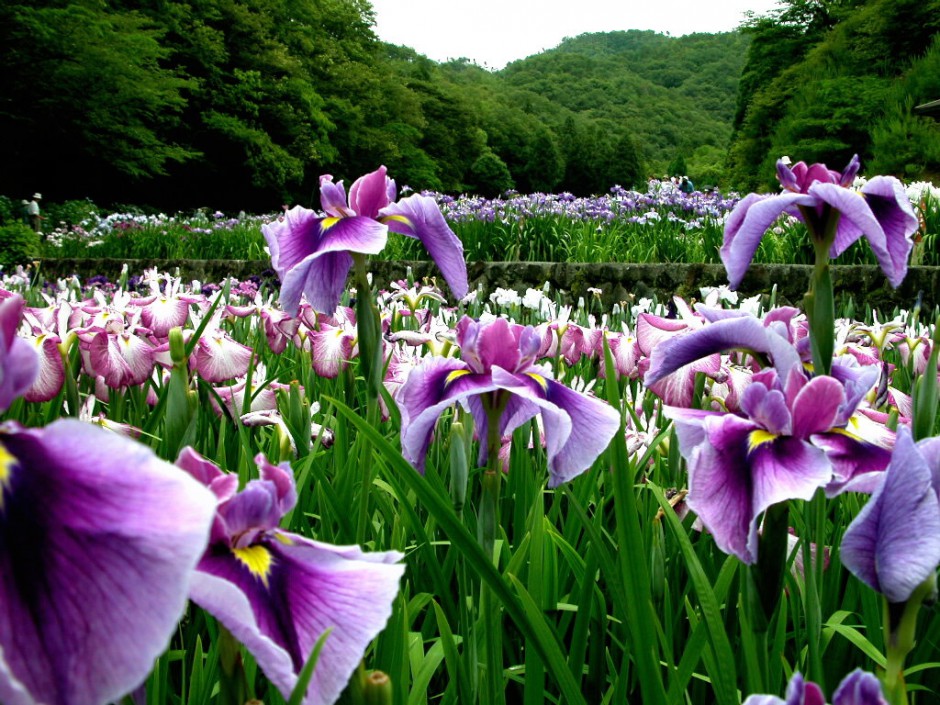 绚烂唯美兰花春日浪漫清新写真图片
