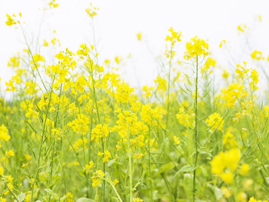 山中烂漫鲜花盛放精美风景高清图片