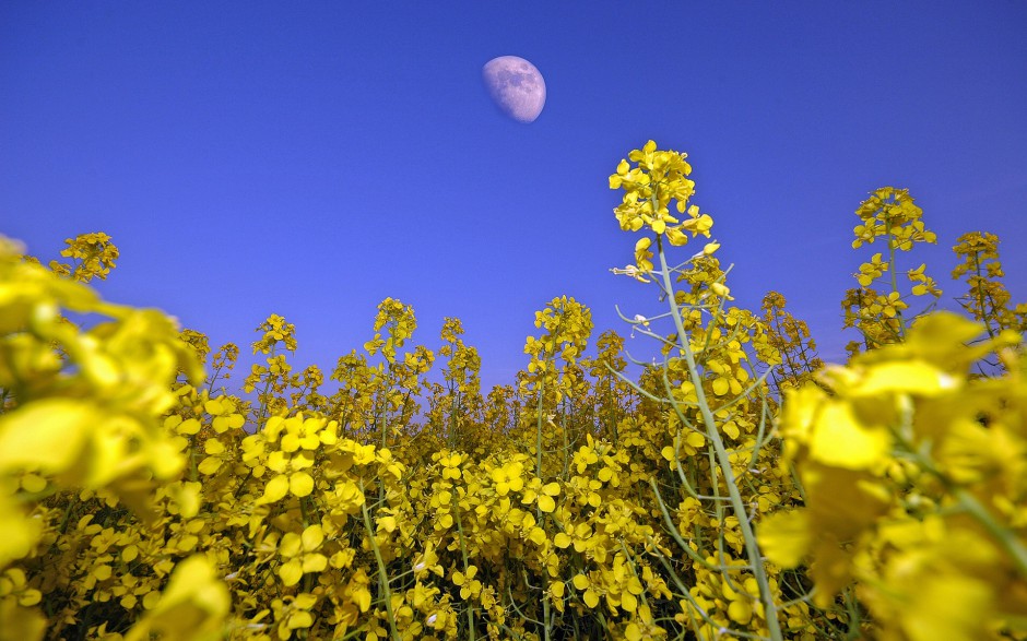 油菜花梦幻黄色花海高清精美壁纸