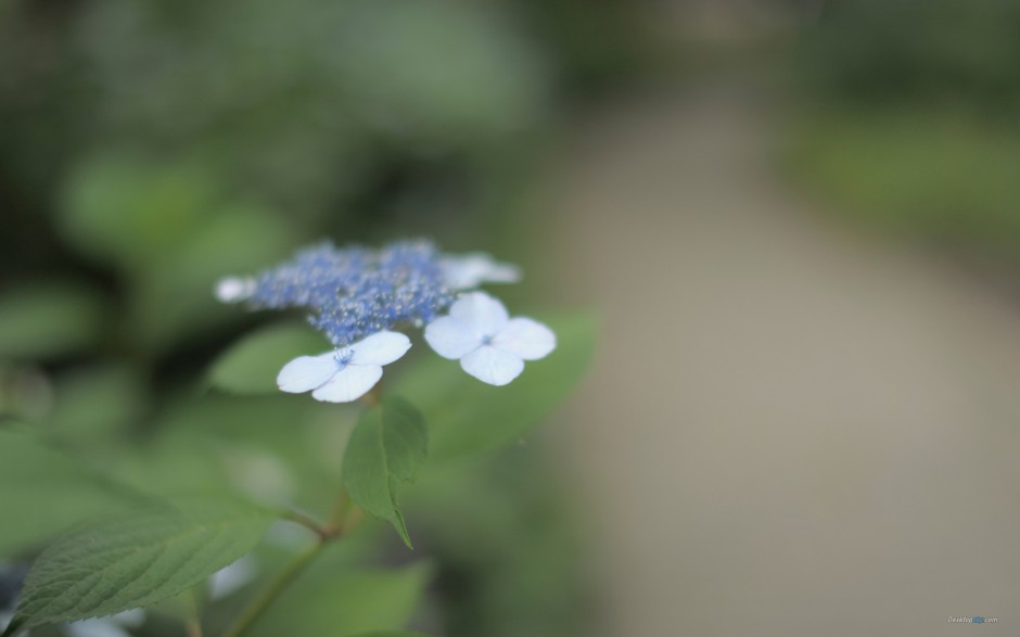 清雅绣球花简约花卉风景高清壁纸