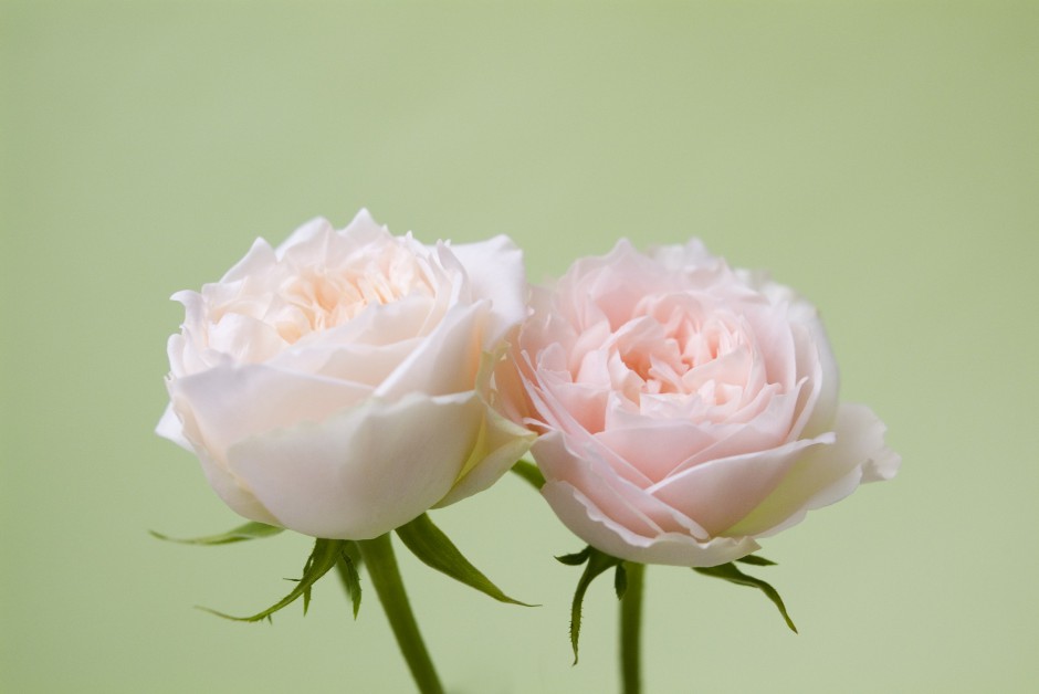 清新粉色玫瑰浪漫自然风景写真