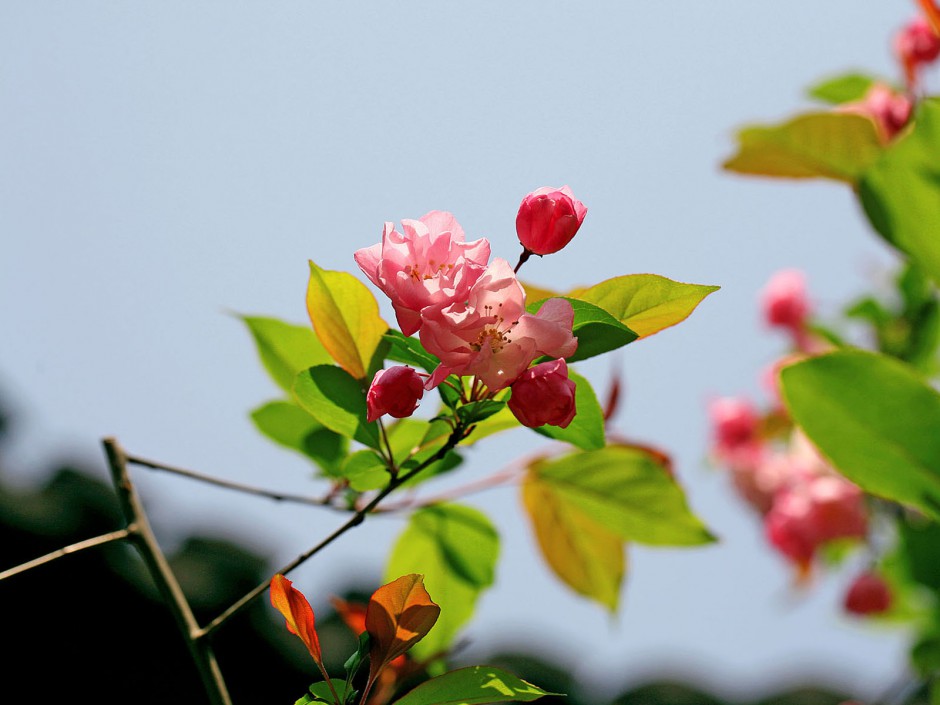 妩媚殷红海棠花烂漫枝头唯美风景图