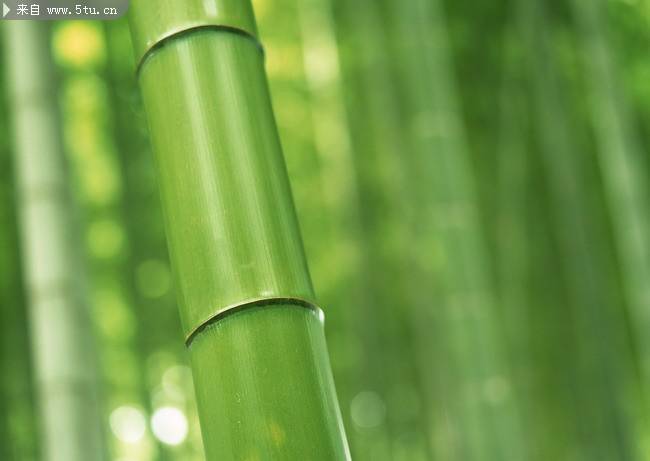 清雅脱俗的绿色竹子图片
