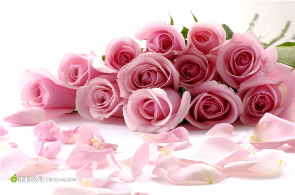 粉玫瑰花束图片高清精美