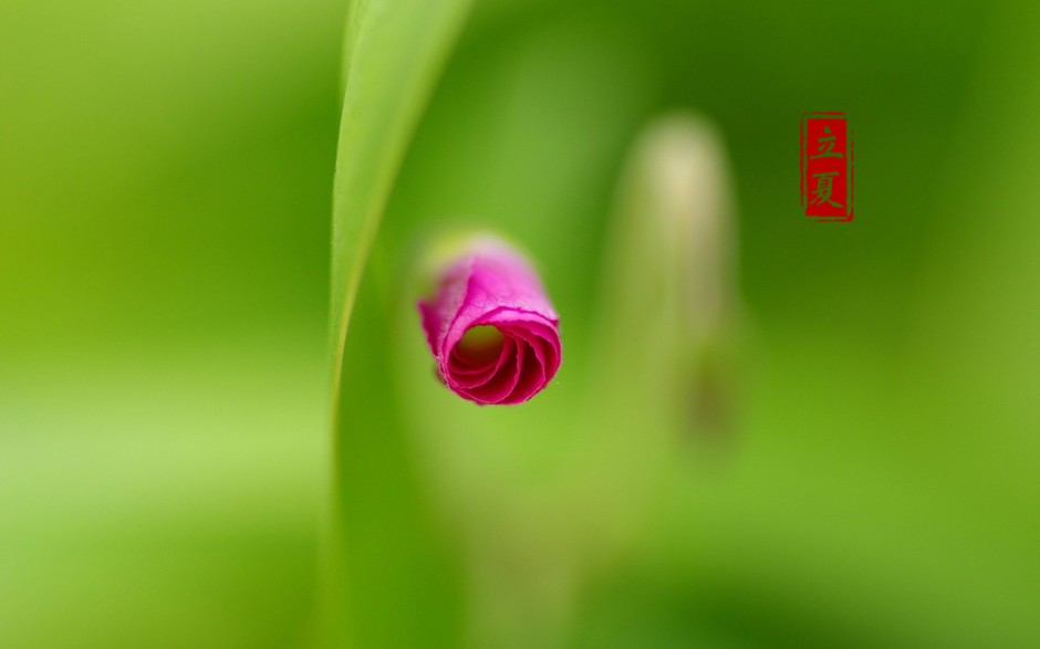 高清二十四节气立夏风景壁纸