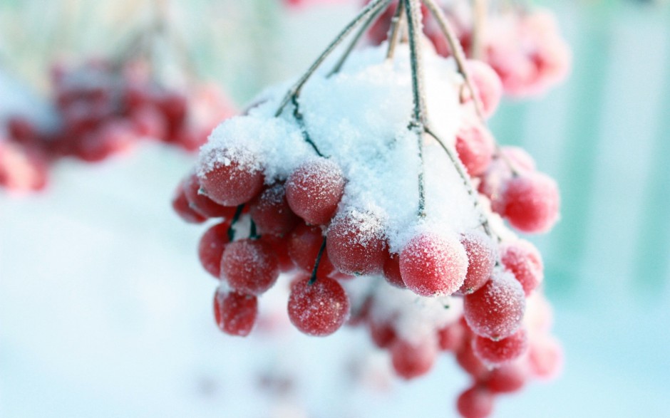 温暖冬日雪地霜果子甜美俏挂枝头