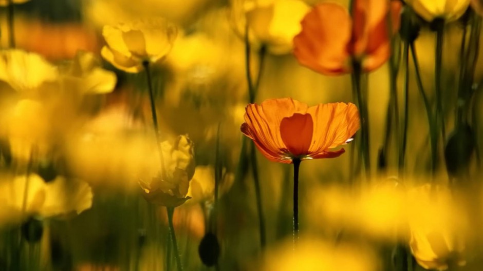 郁金香花朵桌面壁纸精选