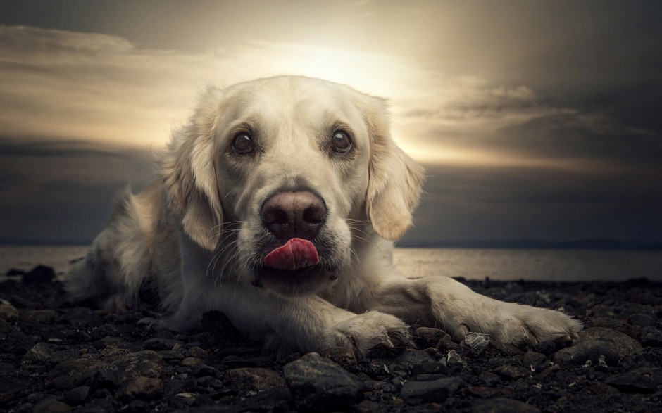 电脑壁纸拉布拉多犬宠物