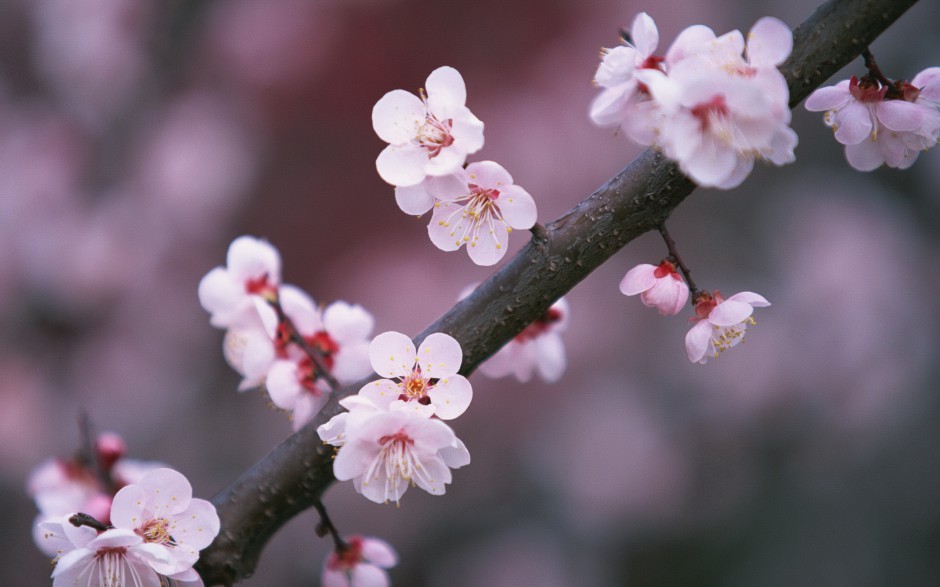 三月梅花清新艳丽绽放枝头