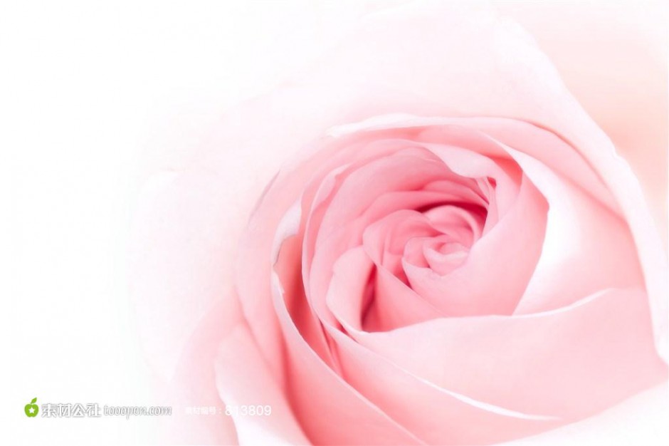 粉色玫瑰高清精美花卉美图