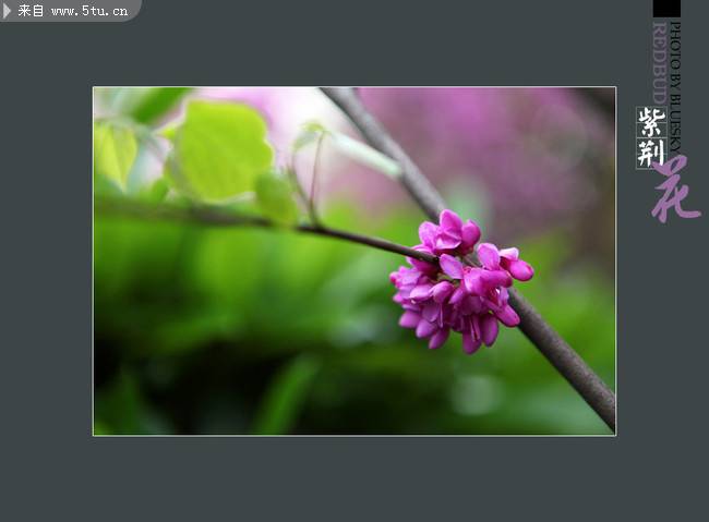 艳丽可爱的紫荆花图片