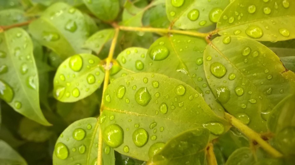 精选唯美植物护眼桌面壁纸