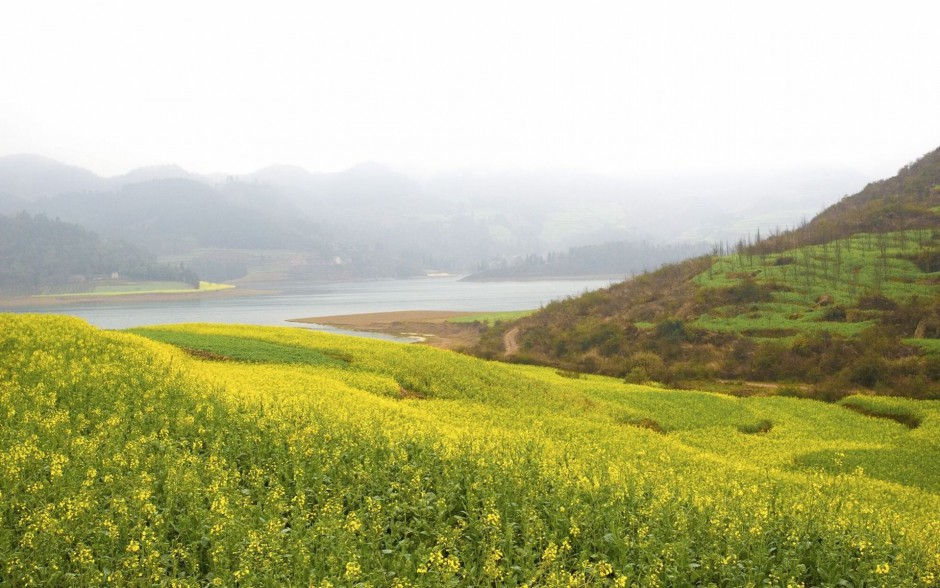 金黄金黄油菜花高清桌面壁纸