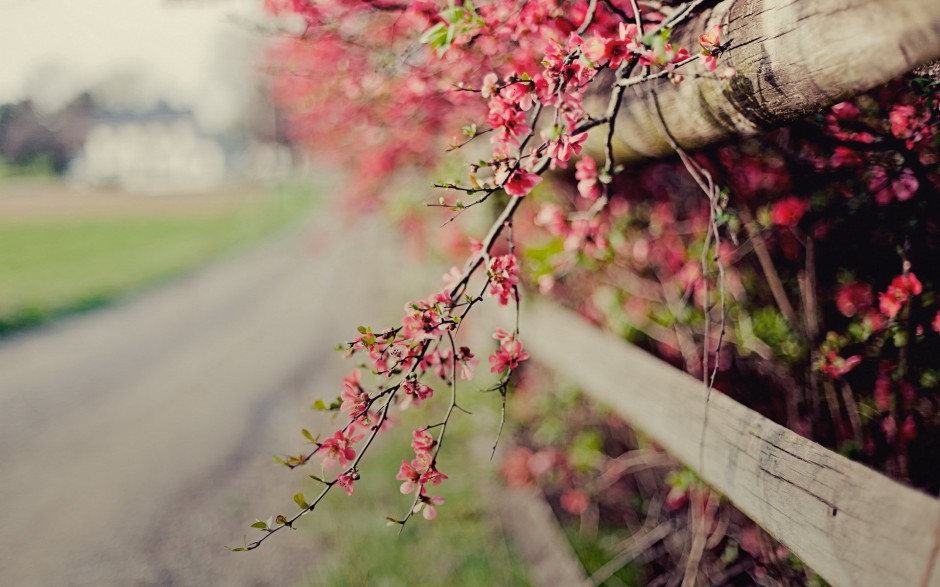 小清新浪漫花卉精美梦幻高清壁纸