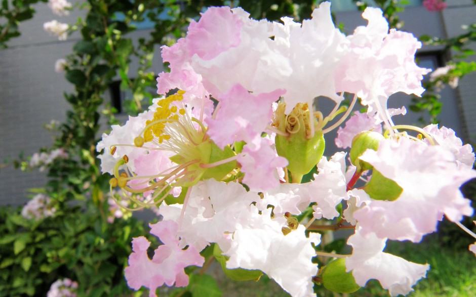 清新殷红紫薇花浪漫绽放枝头