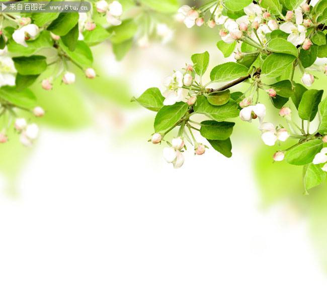 白色花的植物背景图片素材