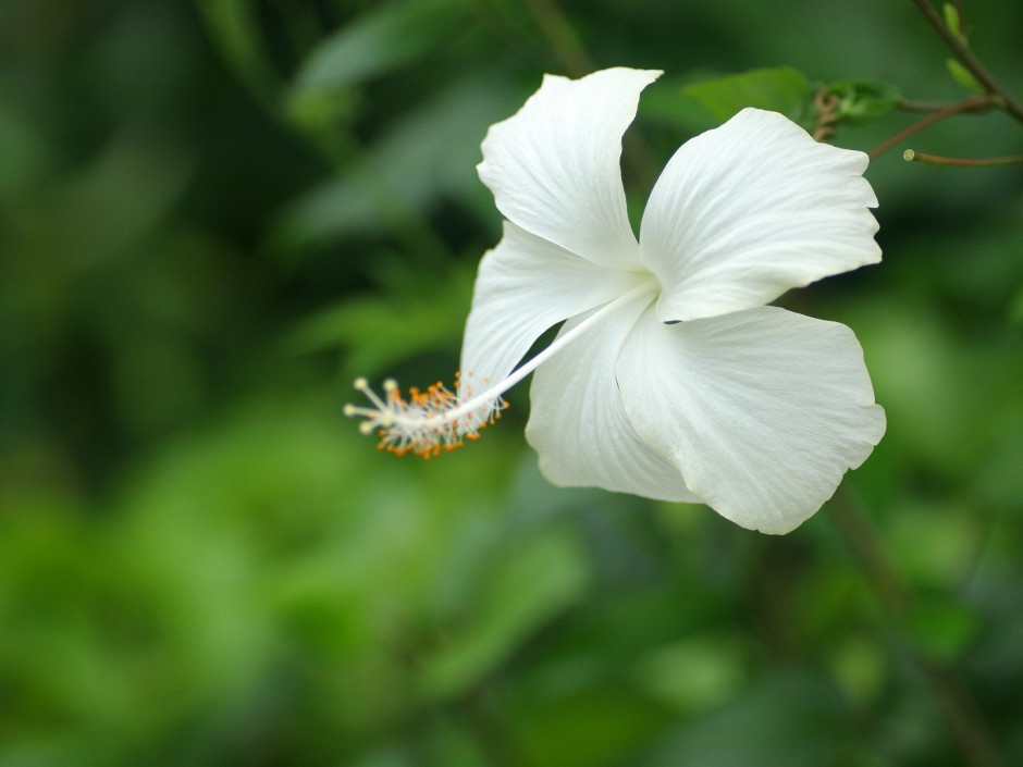 清新淡雅白色花朵背景图片