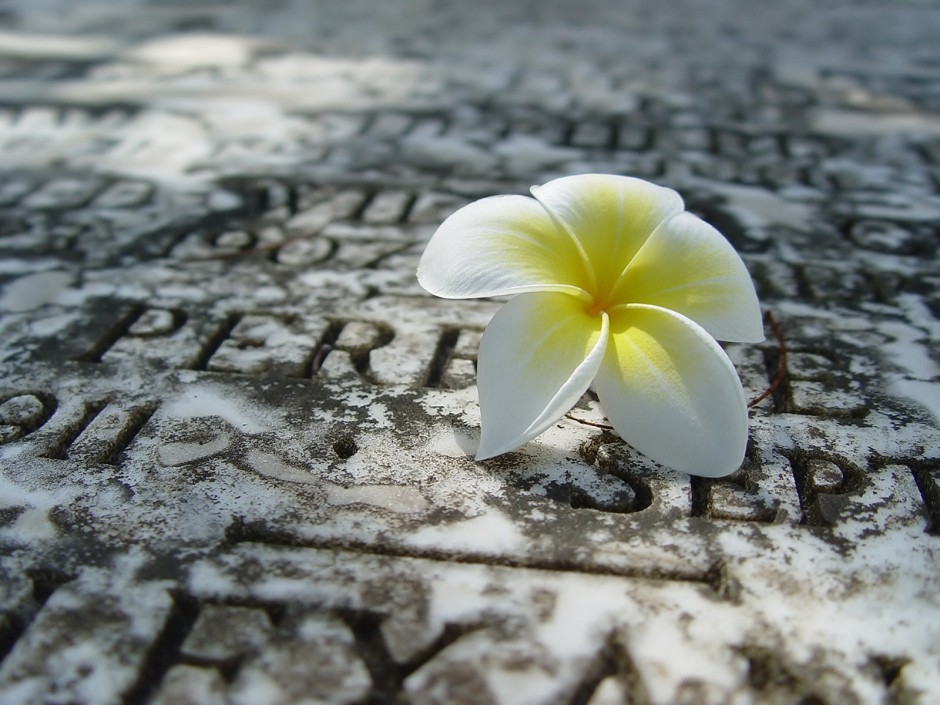 百花盛放精致高清唯美风景壁纸