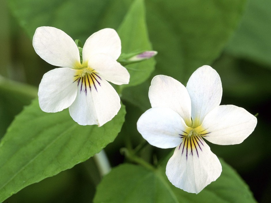 鲜艳花卉风中盛放唯美高清图集