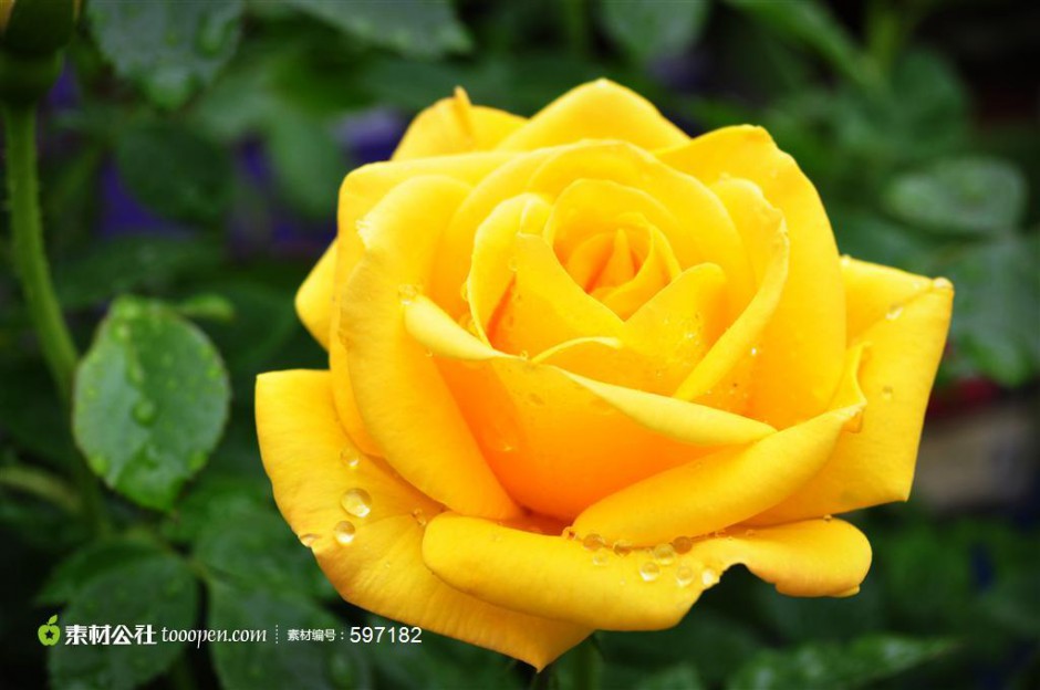 黄色玫瑰花瓣上的水珠