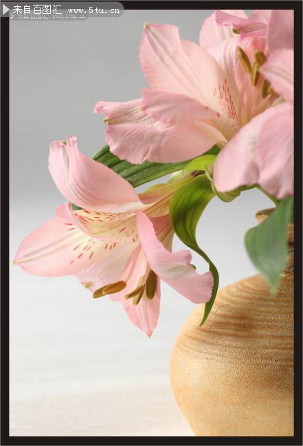 粉红百合花卉唯美图片