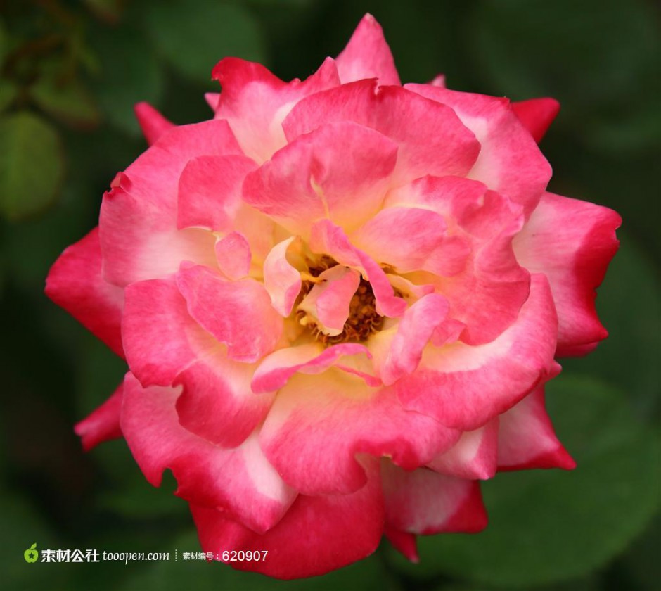 粉色玫瑰花浪漫风景高清摄影美图