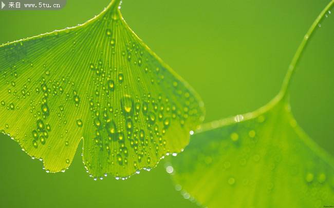 雨后清新绿叶植物图片大全