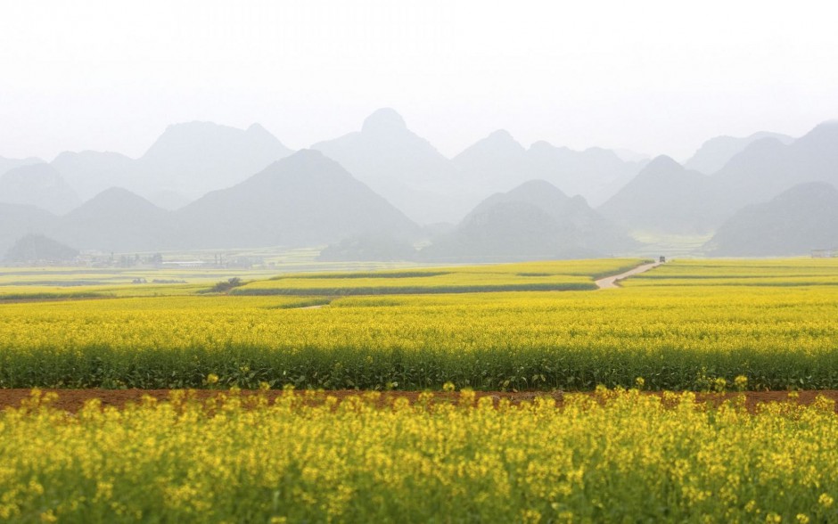 金黄金黄油菜花高清桌面壁纸