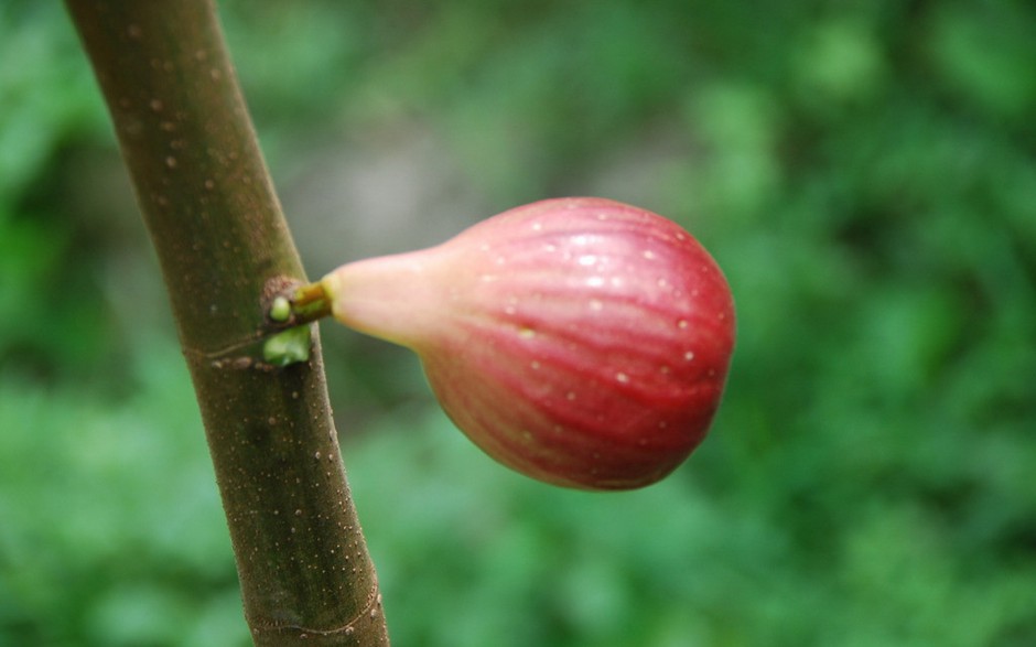 营养水果无花果高清精美特写壁纸